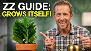 How to Grow ZZ Plants Successfully (Even With Brown Thumbs)