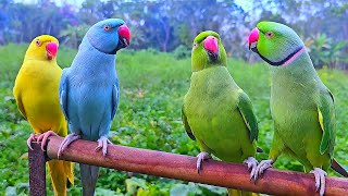 Parrot Talking Natural Sounds
