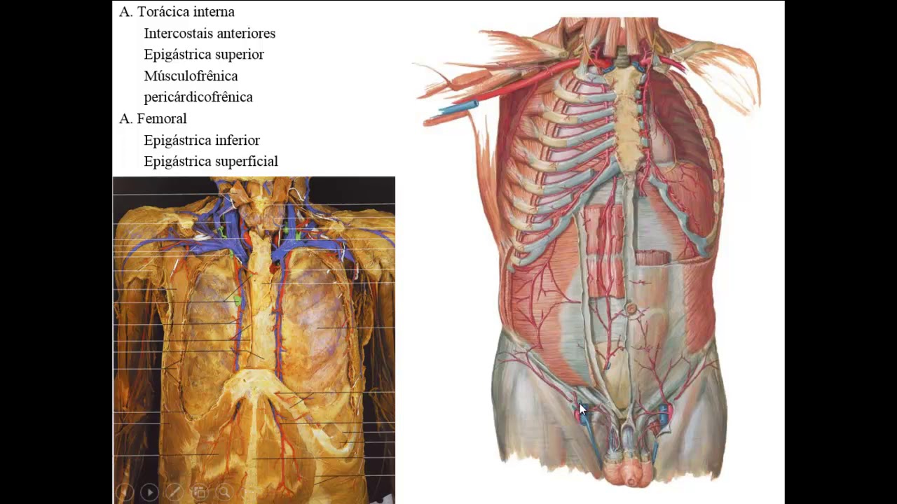 SISTEMA ARTERIAL PARTE 2 - RAMOS DA AORTA TORÁCICA E AORTA ABDOMINAL