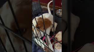 Video preview image #1 Brittany-English Setter Mix Puppy For Sale in Curwensville, PA, USA
