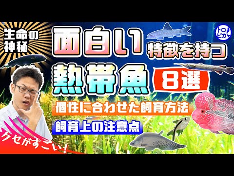 Helostoma temminkiiについて詳しく解説