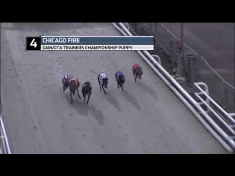 2019 TRAINERS CHAMPIONSHIP - PUPPY - T4 CHICAGO FIRE