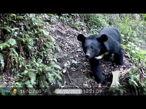 黑熊左前腳踩到改良式獵具發出喀的一聲，受驚嚇的黑熊往後退一步，並推了旁邊的石頭想搞清楚發生什麼事，最後決定離開。