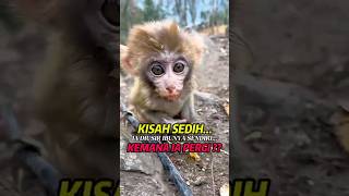 Download lagu 'Rejected by His Mother: A Baby Monkey’s Lonely Journey' #monkeychild #monkey #shortvideo mp3