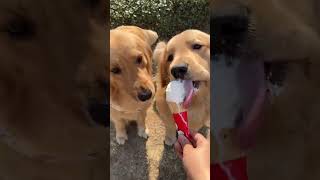 Download lagu A Thrilling Adventure for a 11-Year-Old Brit Kid: Coconut Milk's Golden Touch mp3 Download lagu A Thrilling Adventure for a 11-Year-Old Brit Kid: Coconut Milk's Golden Touch mp3