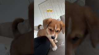 Vous ne le savez peut-être pas, mais c’est un petit démon😈😂 #shorts #puppy #chiot #cute #qc