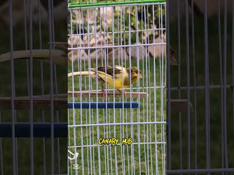 The ultimate canary singing video from a legend - Powerful training song CANARY HUB