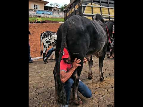 tradição e coragem, homem realiza façanha ao passar entre as pernas do boi de sela em  CARVALHÓPOLIS