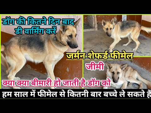 गुरबीर सिंह की जर्मन शेफर्ड फीमेल जिम्मी -  German Shepherd Video