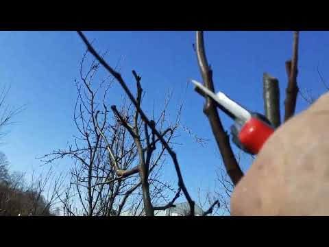 Zimsko orezivanje  kalemljene dunje