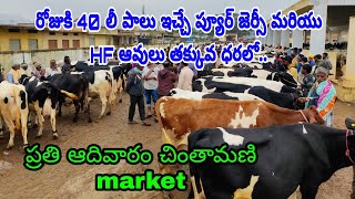 Pure Jersey and HF cow price in Chintamani market