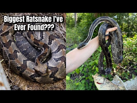 Monster Ratsnake in a Shingle Pile and Timber Under Tin! Snake Hunting in North Georgia