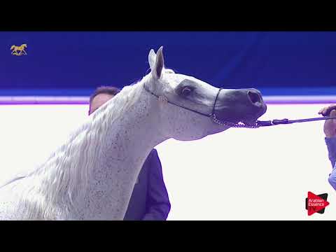 N 97 ELIXIR OF SHANGHAI E A    Dubai 2019   Mares in age 7 9 years old