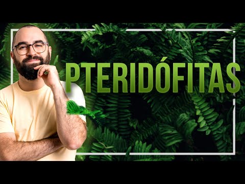 Pteridófitas - Aula 03 - Módulo 5: Botânica