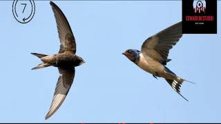 Download lagu 7 Jam non Stop !! Bunyi Panggil Burung Walet Gred Super Terbaik!!! Ilmu Pelet  Burung walet mp3