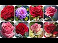 beautiful rose photo | flower photo | gulab ka phool ka photo