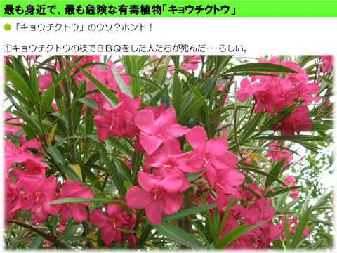 キョウチクトウの繁殖に成功する 植物