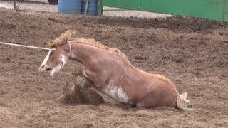 preview picture of video 'Big Loop Rodeo Cruelty, Injury, Death'