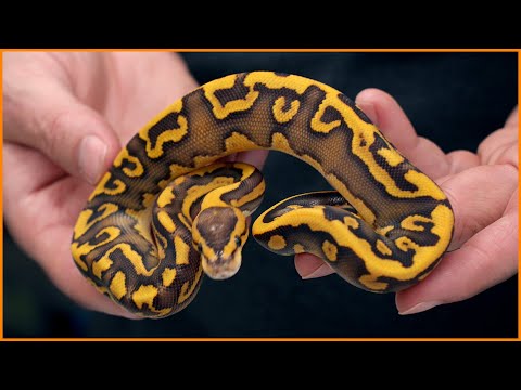 The Craziest Ball Pythons we’ve BOUGHT!