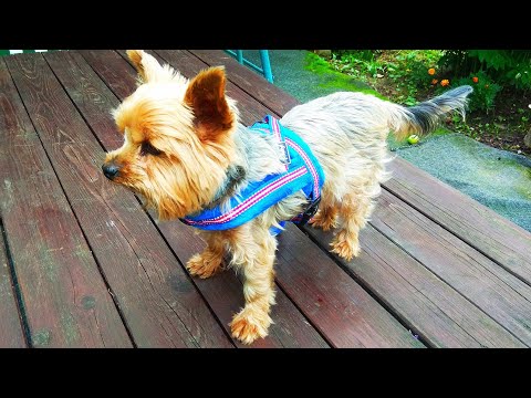 Светоотражающая шлейка для собак / Reflective harness for dogs