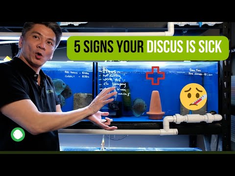 5 Signs Your Discus Is Sick | How To Identify Sick Discus