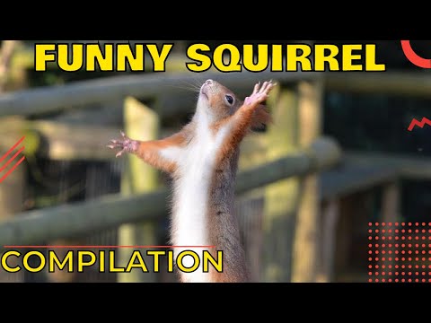 Funny squirrel compilation 2022 😅 Funny squirrel moments video 😻 Cute squirrel compilation