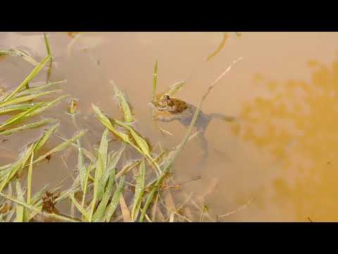 Buhaiul de baltă cu burtă galbenă (Bombina variegata)