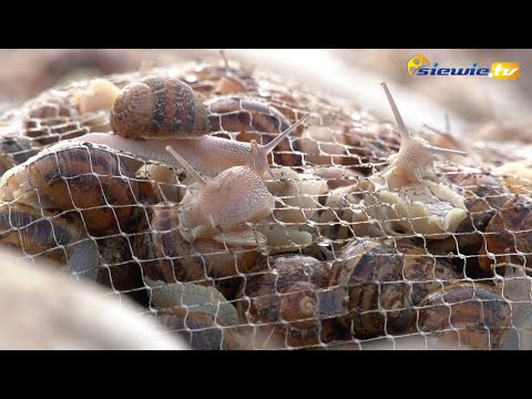 ŚLIMAKI OBRODZIŁY! PRZYNAJMNIEJ WE WROŃSKU, W GMINIE KONOPNICA - siewie.tv