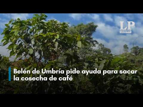 Belén de Umbría pide ayuda para sacar la cosecha de café: se anticipó por el fenómeno de El Niño