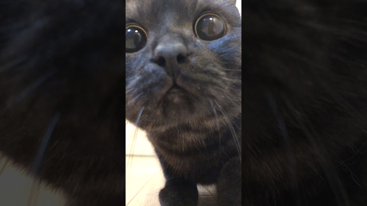 きゅるるん黒猫…全開！！