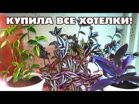 Обзор на мои комнатные растения летом