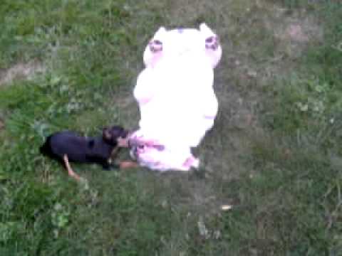 Bully who isnt much of a Bully