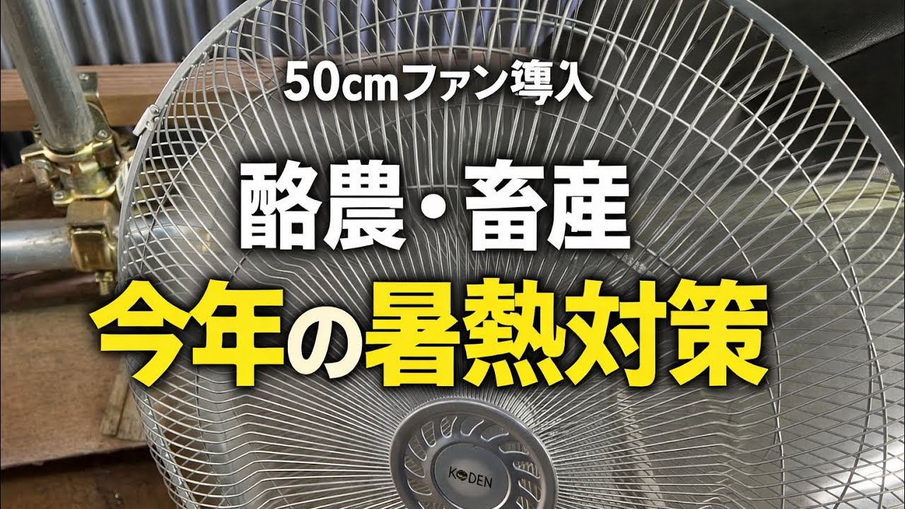 【酪農】今年の暑熱対策‼️50cm大型ファン導入で猛暑対策が激変…さらに4台追加で牛舎が別世界に