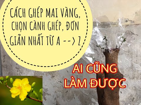 NHỮNG CÁCH GHÉP MAI VÀNG, CHỌN CÀNH GHÉP ĐƠN GIẢN NHẤT, CHO NGƯỜI MỚI TỪ A ĐẾN Z