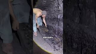 Download lagu Dangerous Coal Mining #CoalMining #Coal #Jobs mp3 Download lagu Dangerous Coal Mining #CoalMining #Coal #Jobs mp3