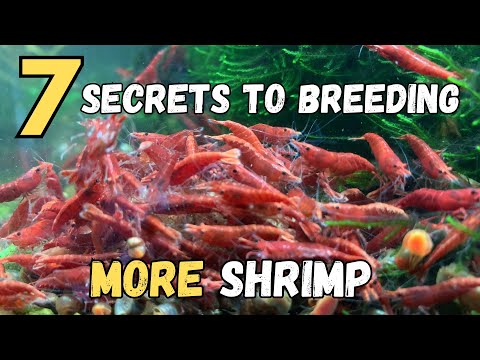 How to Breed More Red Cherry Shrimp - 7 SECRETS REVEALED