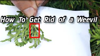 How to Get Rid of Weevils - What