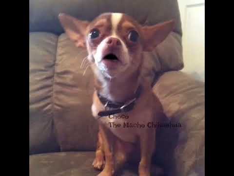 Choco The Macho Chihuahua