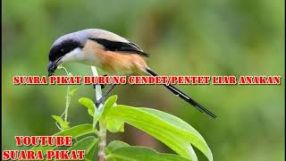 Download lagu SUARA PIKAT BURUNG CENDET ATAU PENTET ANAKAN AMPUH mp3