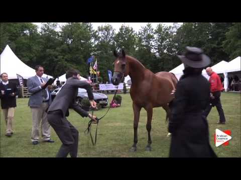 N.198 RASPUTIN PA - Bruges 2015 International - Geldings (Class 111)