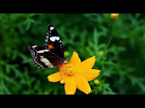 Opwekking 312 Mildheid en majesteit