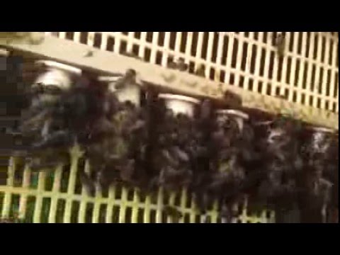 Albine, prima serie de botci capacite azi 11 aprilie