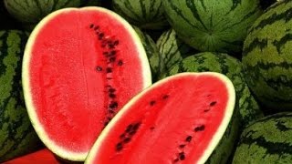 How To Grow WATERMELON From Seed Growing melons gardening