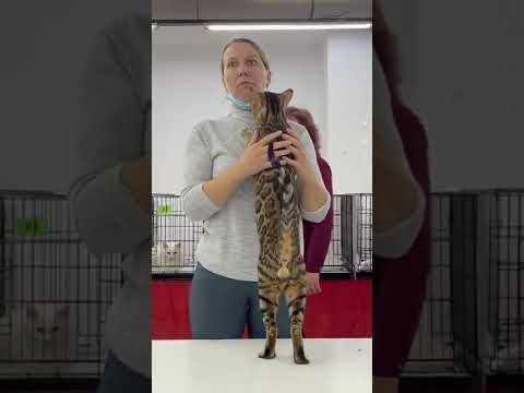 Bengal cat wanted a hug with an expert at a cat show