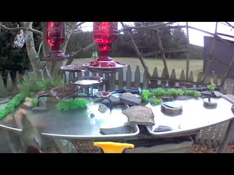 Early Morning Feeding