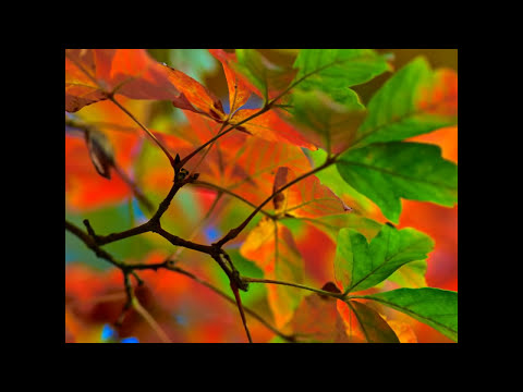 Thu chiến trường Sheet - Kim Tước