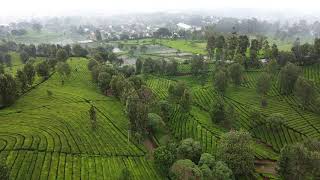 Download lagu Free Footage - Aerial video perkebunan teh #3 mp3