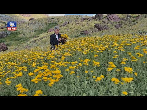 سەیری ڤیدیۆکە بکەن .. ناوچەی برادۆست دەوڵەمەندە بە چەندین گوڵی خۆرسک بەتایبەت"گوڵە روون"