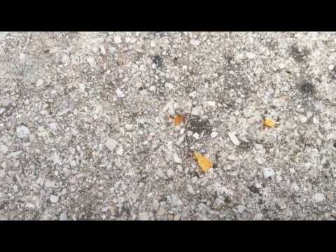 download lagu mp3 mp4 Paprika Ants, download lagu Paprika Ants gratis, unduh video klip Paprika Ants