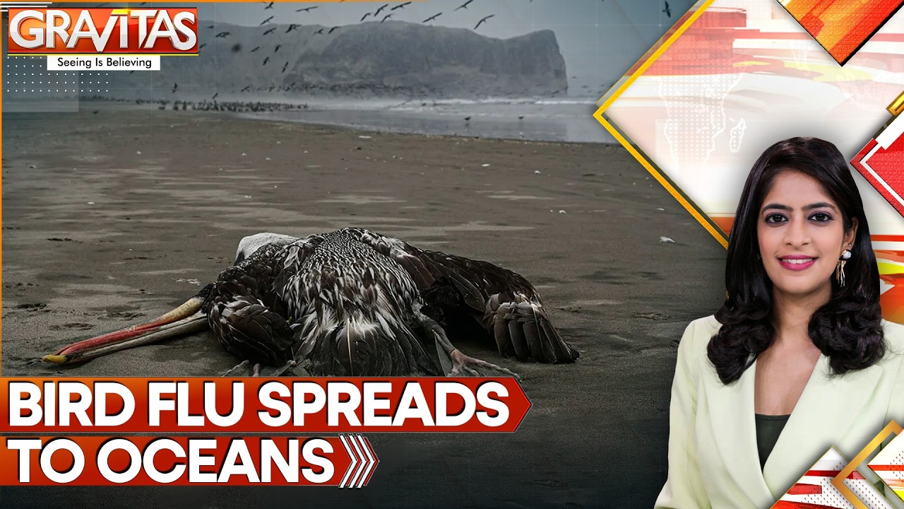 Bird Flu’s Deadly Leap: 13,000 Seal Pups Killed In Massive Outbreak | GRAVITAS